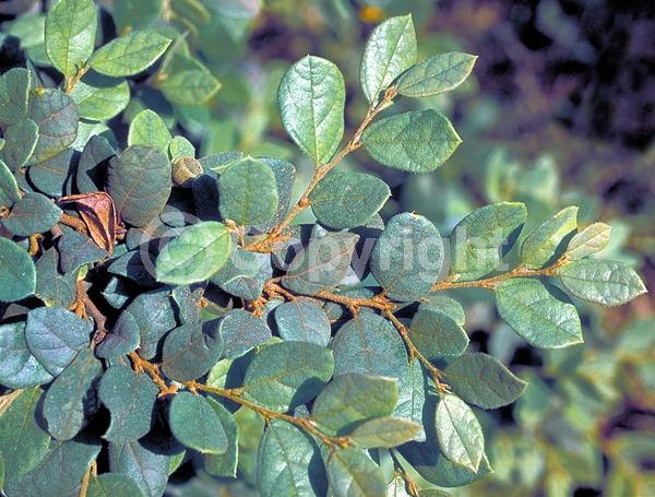 Pink blooms; Evergreen; Needles or needle-like leaf