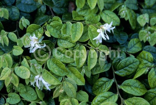 Pink blooms; Evergreen; Needles or needle-like leaf