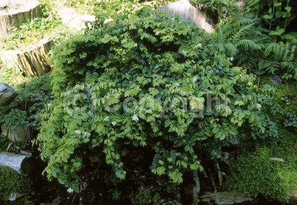 Pink blooms; Evergreen; Needles or needle-like leaf