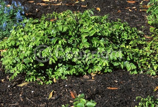 Pink blooms; Evergreen; Needles or needle-like leaf
