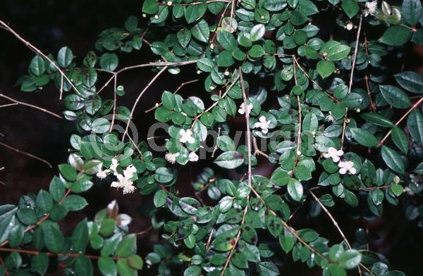 White blooms; Evergreen