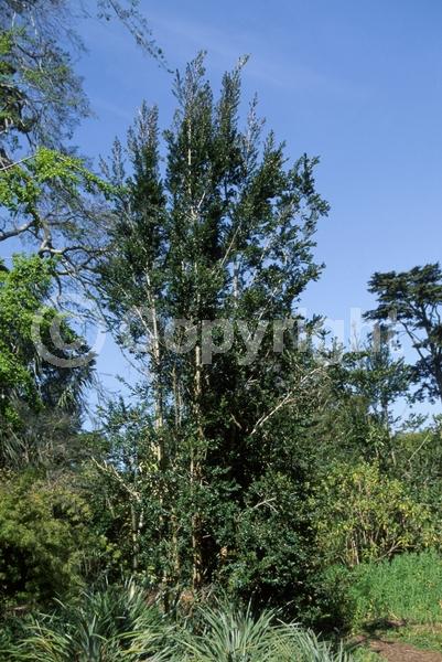 White blooms; Evergreen