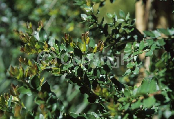 White blooms; Evergreen
