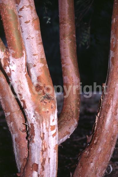 White blooms; Evergreen