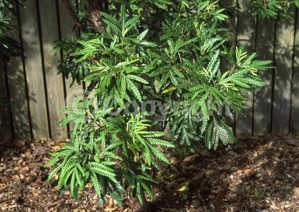 White blooms; Evergreen; Broadleaf; North American Native