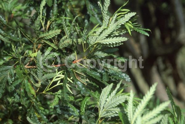 White blooms; Evergreen; Broadleaf; North American Native