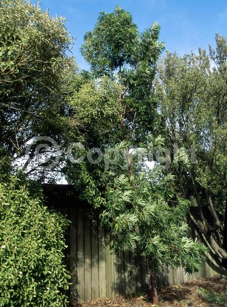 White blooms; Evergreen; Broadleaf; North American Native