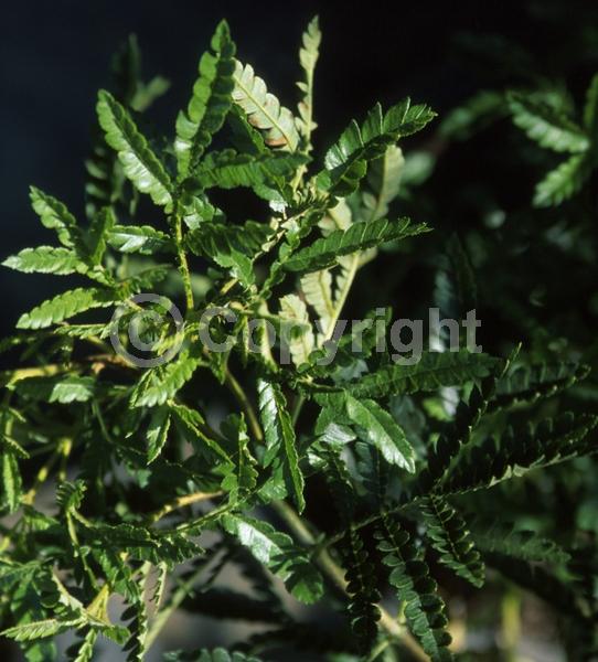 White blooms; Evergreen; Broadleaf; North American Native