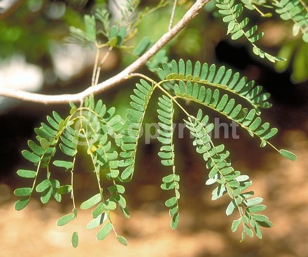 White blooms; Evergreen; Needles or needle-like leaf; North American Native