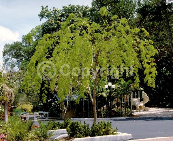 White blooms; Evergreen; Needles or needle-like leaf; North American Native