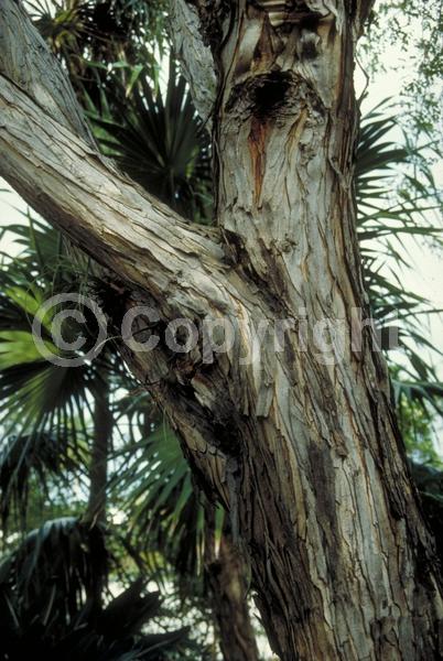 White blooms; Evergreen; Needles or needle-like leaf
