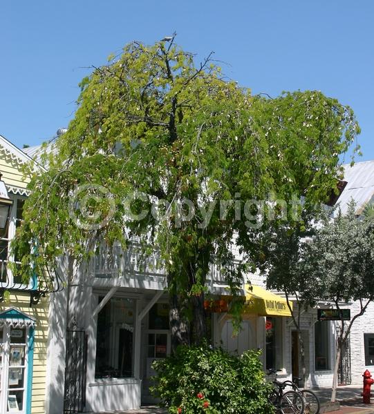 White blooms; Evergreen; Needles or needle-like leaf