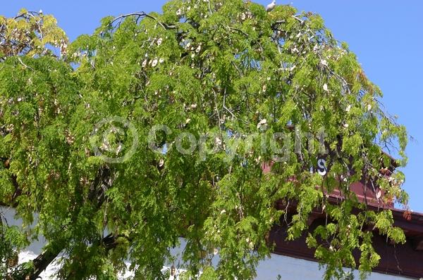White blooms; Evergreen; Needles or needle-like leaf