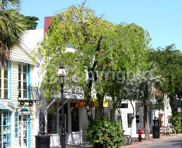 White blooms; Evergreen; Needles or needle-like leaf