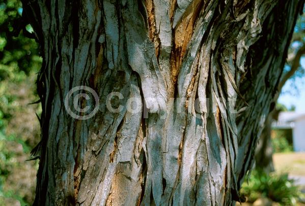 White blooms; Evergreen; Needles or needle-like leaf
