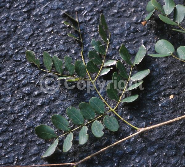 White blooms; Evergreen; Needles or needle-like leaf