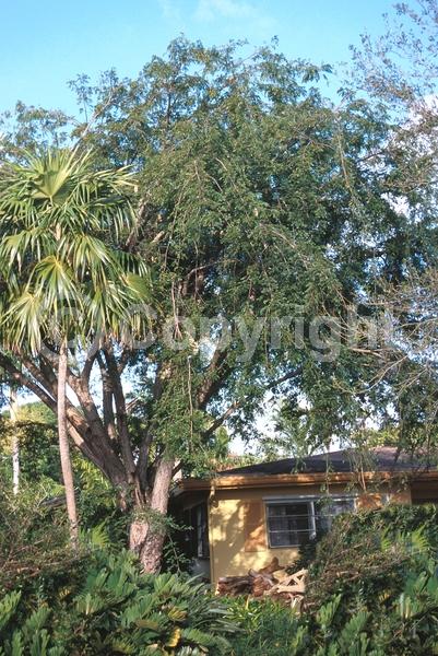 White blooms; Evergreen; Needles or needle-like leaf