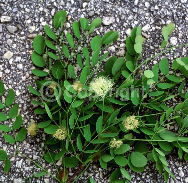 White blooms; Evergreen; Needles or needle-like leaf