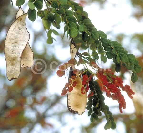White blooms; Evergreen; Needles or needle-like leaf
