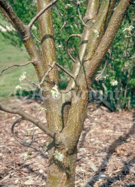 White blooms; Deciduous; Broadleaf