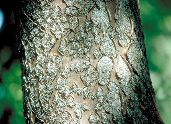 White blooms; Deciduous; Broadleaf