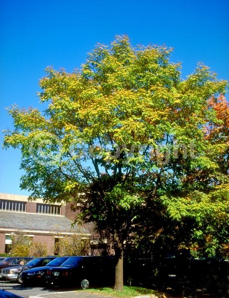 White blooms; Deciduous; Broadleaf