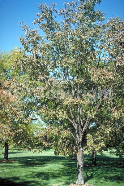 White blooms; Deciduous; Broadleaf