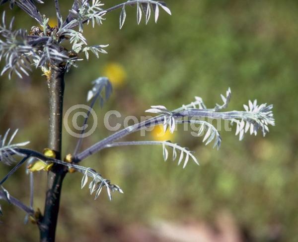 White blooms; Deciduous; Broadleaf