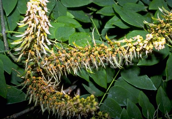 White blooms; Deciduous; Broadleaf