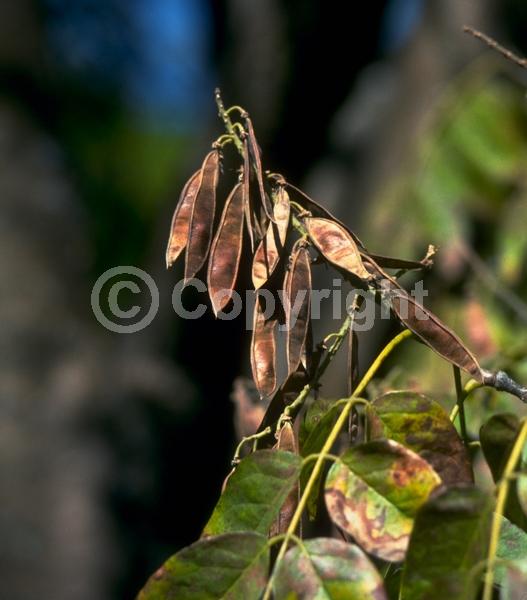 White blooms; Deciduous; Broadleaf