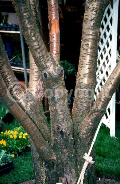 White blooms; Deciduous; Broadleaf