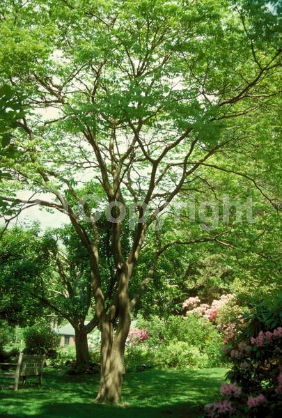 White blooms; Deciduous; Broadleaf