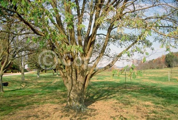 White blooms; Deciduous; Broadleaf