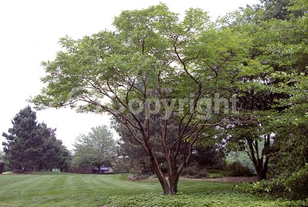 White blooms; Deciduous; Broadleaf