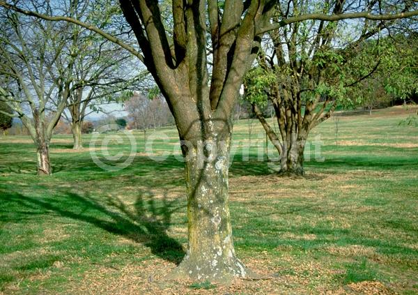 White blooms; Deciduous; Broadleaf
