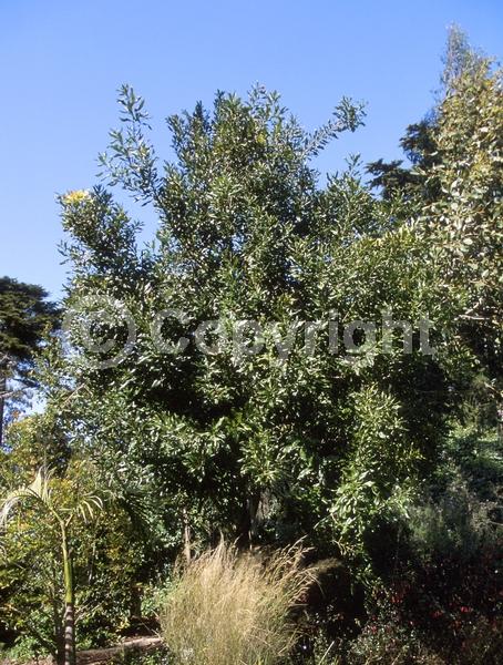 Pink blooms; Evergreen; Broadleaf