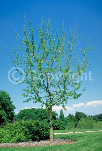 White blooms; Deciduous; Broadleaf