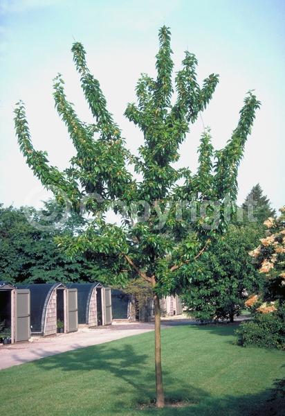 White blooms; Deciduous; Broadleaf; North American Native