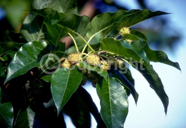 White blooms; Deciduous; Broadleaf; North American Native