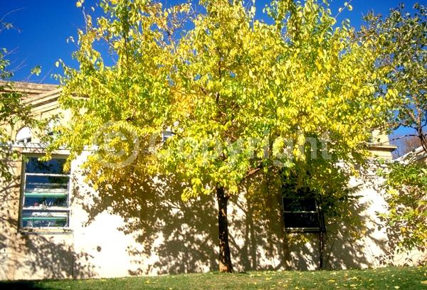 White blooms; Deciduous; Broadleaf; North American Native