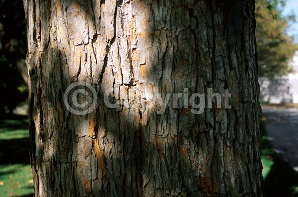 White blooms; Deciduous; Broadleaf; North American Native