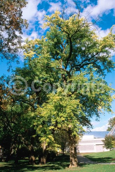 White blooms; Deciduous; Broadleaf; North American Native
