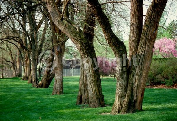 White blooms; Deciduous; Broadleaf; North American Native