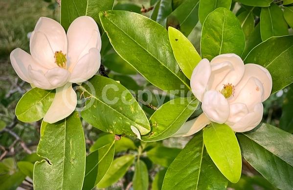 White blooms; Evergreen; Semi-evergreen; North American Native