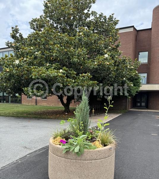 White blooms; Evergreen; Broadleaf; North American Native