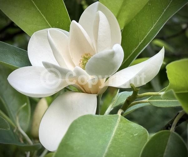 White blooms; Evergreen; Semi-evergreen; North American Native