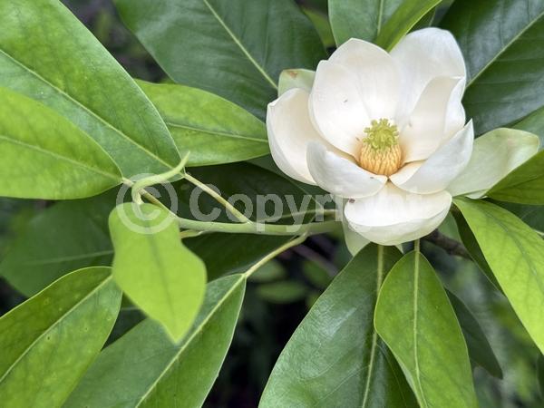 White blooms; Evergreen; Semi-evergreen; North American Native