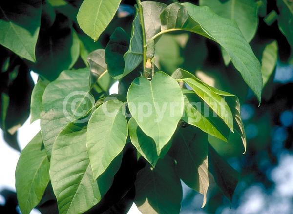 Yellow blooms; Deciduous; Broadleaf; North American Native