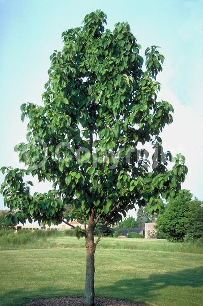 Yellow blooms; Deciduous; Broadleaf; North American Native