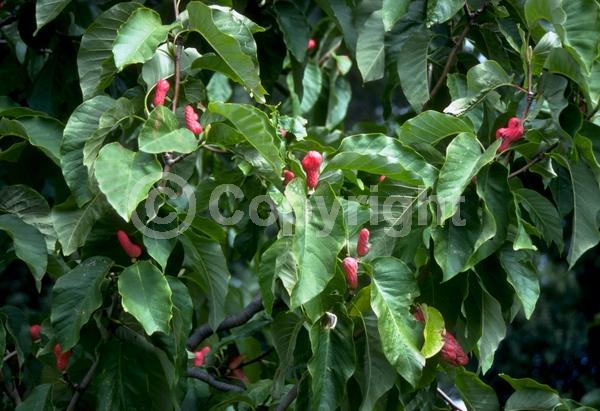 Yellow blooms; Deciduous; Broadleaf; North American Native